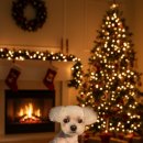 욜랑욜랑 이미지