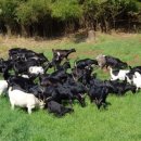 방목농장 이미지