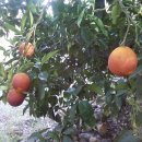 Blood Orange(Citrus sinensis-Sweet orange의 돌연변이)/Blue Berry 묘목/두달짜리 매실열매... 이미지