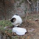 고양이세수 Daum카페