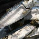 통영잔치국수 이미지