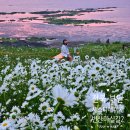 부안변산마실길 | [ 전북 부안 ] 샤스타데이지 노을 명소 변산 마실길2코스 송포항 주차장 인생사진