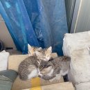 하남플러스동물병원 이미지