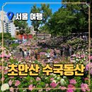 초안산 수국동산 | 지하철로 가는 서울 도심 무료 수국명소, 초안산 수국축제 완전정복