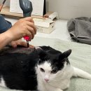 그랜드벳동물병원 이미지