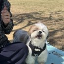 보리보리쌀 이미지