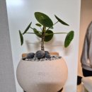 풍수인테리어 | 돈 들어오는 식물? 필리아페페 풍수 인테리어 내돈내산 후기