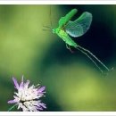 시문학강의 이미지