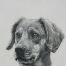 나는강아지 이미지