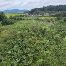 (유)계룡환경 | 벌초 대행 / 보령시 벌초 대행 후기 무에서 유를 창출