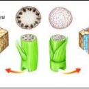 쌍떡잎식물과 외떡잎식물의 줄기 비교 이미지
