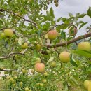 굽네치킨 문경새재점 이미지