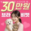 부산고양이분양 브라비펫 펫스테이션점 | 부산강아지분양 브라비펫 펫스테이션점 경제적이고 합리적인 분양업체