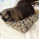 가방위에 고양이 이미지