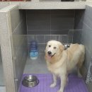 마이펫 룸 이미지