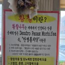 비아추어정