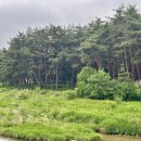 거창 장풍숲 캠핑 힐링 명소 소나무 숲 무료 캠핑장 정보