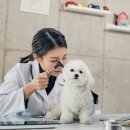 펫코노미 이미지