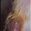 미리내동물병원 이미지