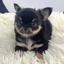 오독안심분양센터 강아지분양 고양이분양 하남점 이미지