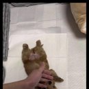 강아지분양 고양이분양 멍앤냥 수원점 이미지