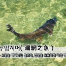 그물과물고기 이미지