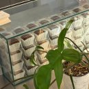 (유)피엠 | 대전 두바이초콜릿 관저동 디저트 맛집 10AMPM 두바이 쫀득 쿠키 오픈런 내돈내산