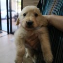 윌동물외상센터 이미지