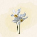 수선화(Narcissus) 꽃말 : 신비 이미지