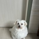 플로라펫 살롱 이미지