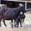 전원사슴농장 이미지