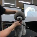 킴스애견미용실 이미지