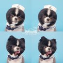 멍멍살롱 이미지