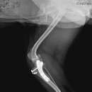 부평 모모 동물병원 이미지