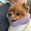 댕댕플래닛 이미지