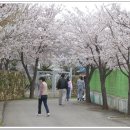 오후의 산책(벚꽃을 찾아서) 이미지