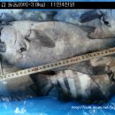 4월17일 : 생선바구니 (돌돔, 쥐치,가자미등...) 이미지