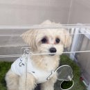 가야유치원 | [아이몽애견유치원2호점] 의정부 애견유치원 1개월차 등원 후기