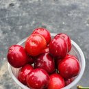 진도체리원 이미지