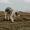 꿀강아지 이미지