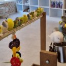 리프패럿 이미지