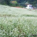 메밀꽃이피었습니다 이미지