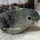 코발트블루 이미지