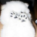 개발바닥 이미지