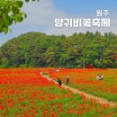 원주굽이길 4코스 꽃양귀비길 | 원주 근교 갈만한곳, 용수골꽃양귀비 축제! 아이랑 주말 여행지 추천