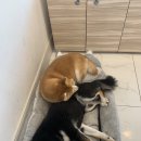 시바나라 이미지