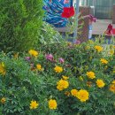 메리골드 이미지