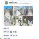 커들리(Cuddly) | 아이폰 스냅 커들리(cuddly.snap) 계약 후기