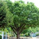 달천초교 매현분교 이미지