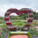 나드리노인복지관 | 전남 화순 봄꽃 축제 광주근교 가볼만한곳 유채꽃 꽃강길 축제 방문후기